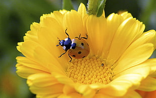 brown ladybug in yellow petaled flower in closeup photo